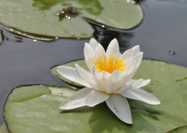 Водная единичка по реке Битюг