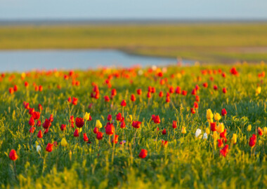 Цветение тюльпанов+Элиста
