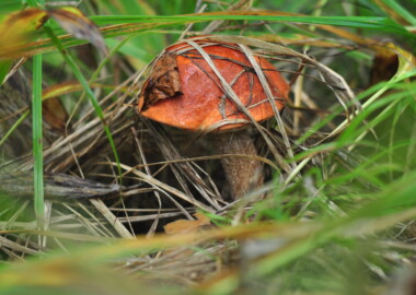 В поисках грибов в лесах Уcть-Донецкого района